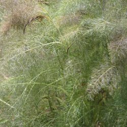 Fennikel, <br>Bronze-  <br>'Smokey' <br><i>Foeniculum vulgare</i>