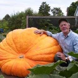 Grskar <br>'Atlantic Giant' <br><i>Cucurbita maxima</i>