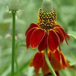 Mexikansk Hat <br>'Red Midget' <br><i>Ratibida columnifera var. pulcherrima</i>