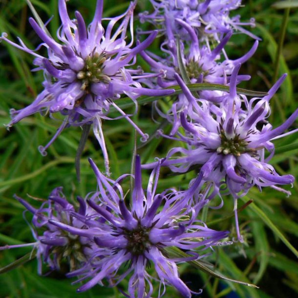 Rapunsel, <br>Alpe- <br><i>Phyteuma scheuchzeri</i>