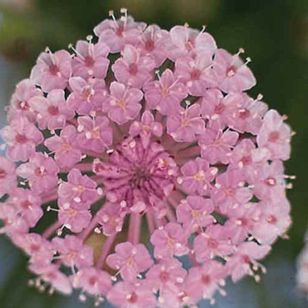 Kniplingeblomst 'Mix' <br><i>Didiscus caeruleus /Trachymene caerulea </i>