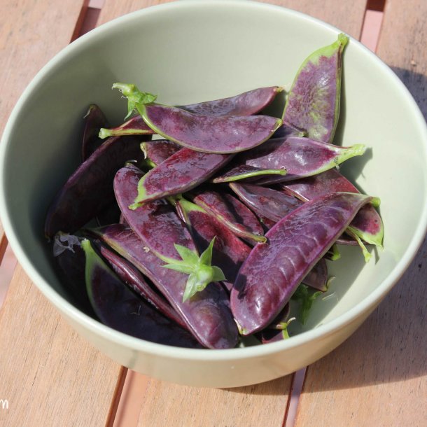 rt, Sukker- <br>'Royal Snow' <br><i>Pisum sativum var. macrocarpon</i>