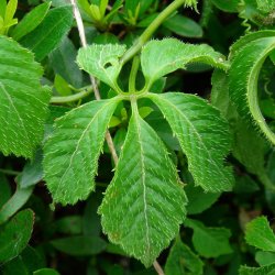 Teranke, Sd <br>Jiaogulan <br><i>Gynostemma pentaphyllum</i>