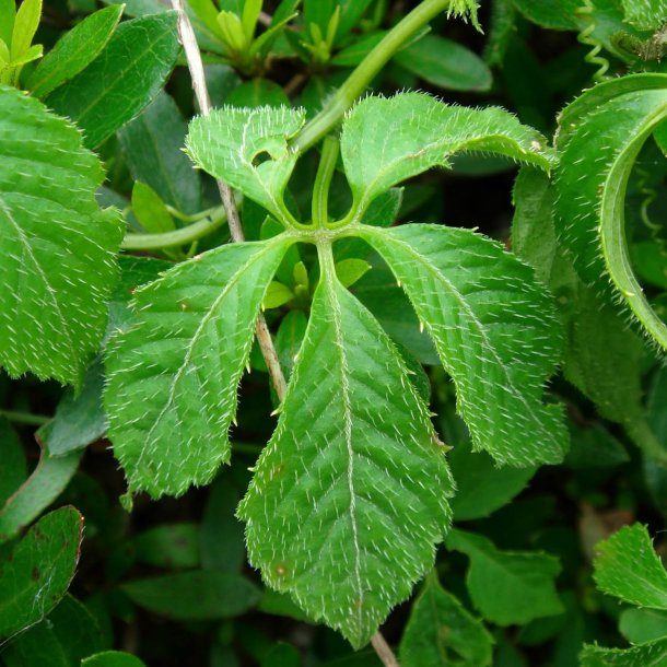 Teranke, Sd <br>Jiaogulan <br><i>Gynostemma pentaphyllum</i>