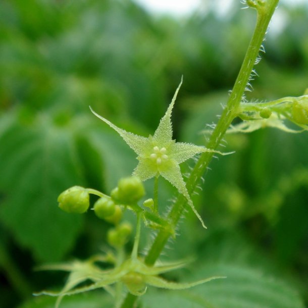 Teranke, Sd <br>Jiaogulan <br><i>Gynostemma pentaphyllum</i>
