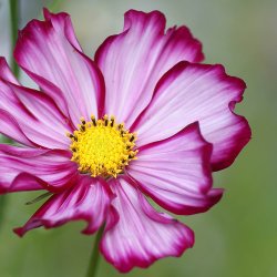 Stolt kavaler <br>'Mix'<br> <i>Cosmos bipinnatus</i>