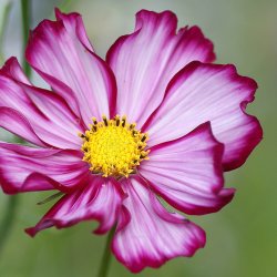 Stolt kavaler <br>'Candy Stripe' <br><i>Cosmos bipinnatus</i>