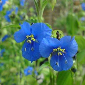 Himmelblomst <br><i>Commelina coelestis </i><br><br>