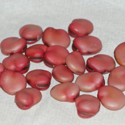 Valsk bnne, hestebnne<br>'Karmazyn'<br><i>Vicia faba </i>