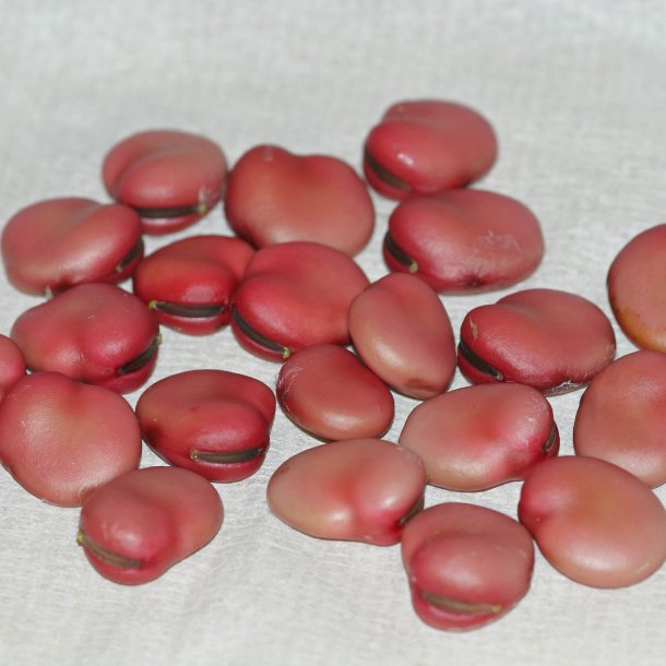 Valsk bnne, hestebnne<br>'Karmazyn'<br><i>Vicia faba </i>