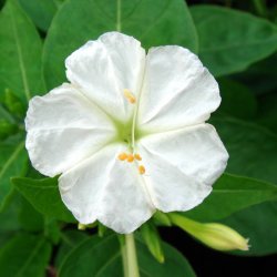 Vidunderblomst <br>'Alba' <br><i>Mirabilis jalapa</i>