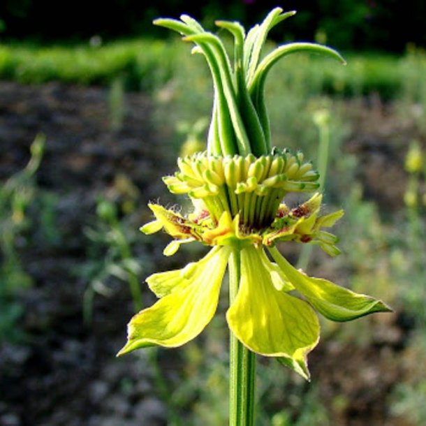 Nigella, <br>orientalsk <br>'Transformer'<br><i>Nigella orientalis</i>