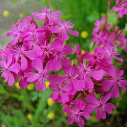 Limurt, <br>Knippe- <br><i>Silene armeria </i>