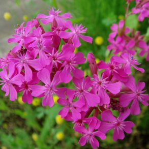 Limurt, <br>Knippe- <br><i>Silene armeria </i>