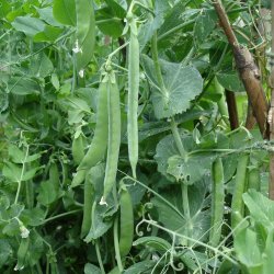 �rt, Marv- <br>�Hurst Green Shaft� <br><i>Pisum sativum var. sativum</i>