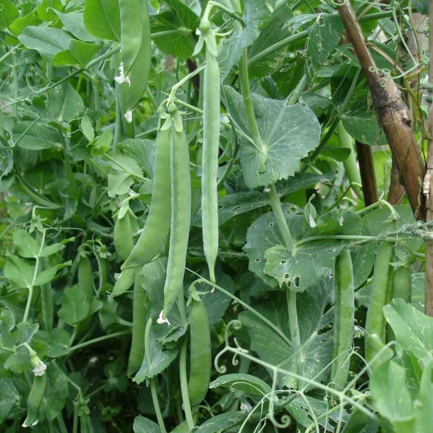 �rt, Marv- <br>�Hurst Green Shaft� <br><i>Pisum sativum var. sativum</i>
