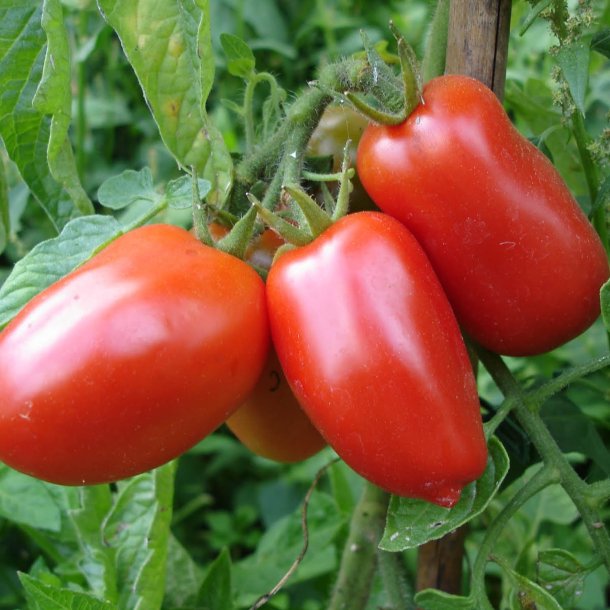 Tomat <br>'San Marzano'<br><i>Lycopersicon esculentum</i>