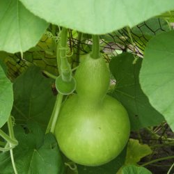 Kalabas, <br>flaskegrskar <br><i>Lagenaria siceraria</i>