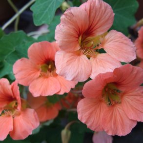 Tallerkensmkker <br>'Salmon Baby'<br><i>Tropaeolum majus</i>