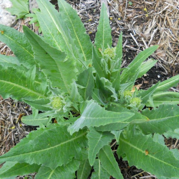 Takkeklap, <br>Orientalsk <br><i>Bunias orientalis </i>