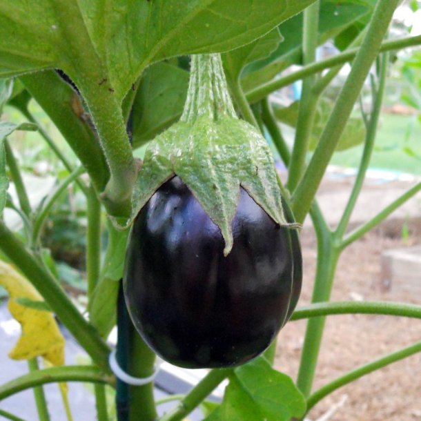 Aubergine <br>'Black Beauty' <br> <i>Solanum melongena</i>
