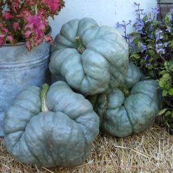 Grskar <br>'Triamble'/'Shamrock' <br><i>Cucurbita maxima</i>