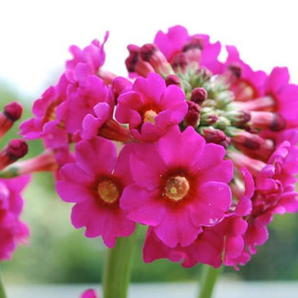 Primula, Japansk<br>'Miller's Crimson'<br><i>Primula japonica</i>