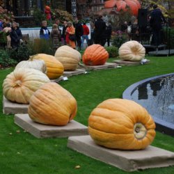 Grskar <br>'Atlantic Giant' <br><i>Cucurbita maxima</i>