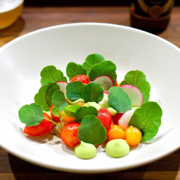 Papalo, <br>quillquina <br><i>Porophyllum ruderale</i>