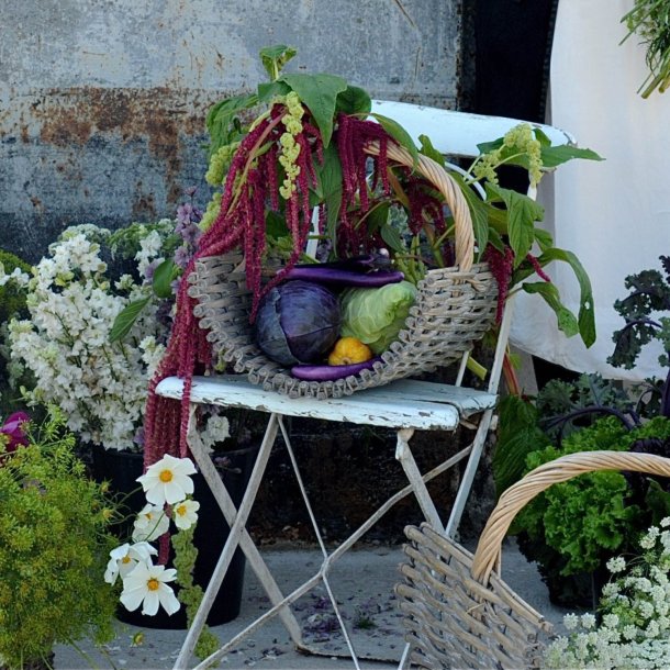 Amarant, Rvehale- <br>'Red Tails' <br><i>Amaranthus caudatus</i>