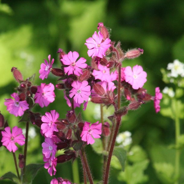 Natureng, <br>vilde blomster <br>og grsser