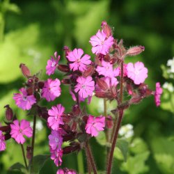 Dagpragtstjerne <br><i>Silene dioica </i><br><br>