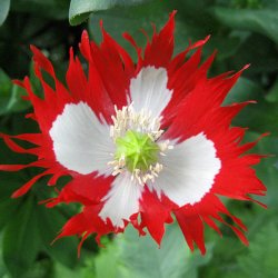 Valmue <br>'Danish Flag'<br><i>Papaver somniferum</i>