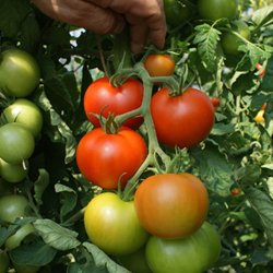 Tomat <br>'Dansk Export' <br><i>Lycopersicon esculentum</i>