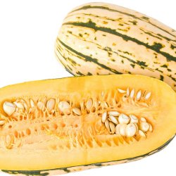 Grskar <br>'Cornells Bush Delicata' <br><i>Cucurbita pepo</i>