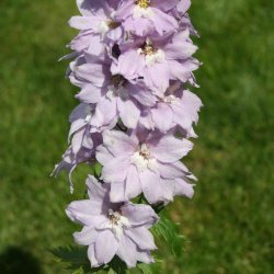 Ridderspore 'Cherry Blossum'<br><i>Delphinium, �Magic Fountain�</i>