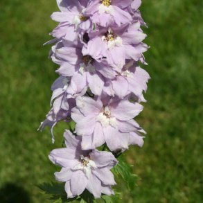 Ridderspore 'Cherry Blossum'<br><i>Delphinium, �Magic Fountain�</i>