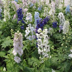 Ridderspore <br>'Mix'<br><i>Delphinium <br>'Magic Fountain'</i>