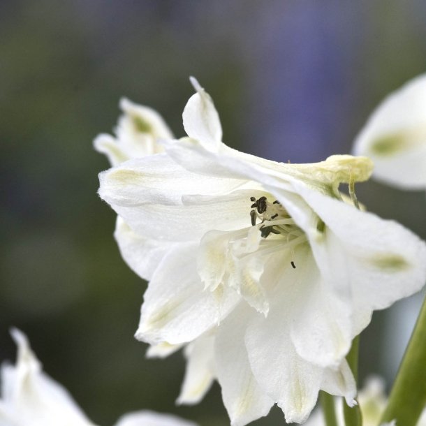 Ridderspore <br>'White'<br><i>Delphinium <br>'Magic Fountain'</i>