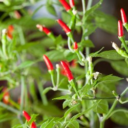 Chili <br>'Demon Red' <br><i>Capsicum annuum</i>