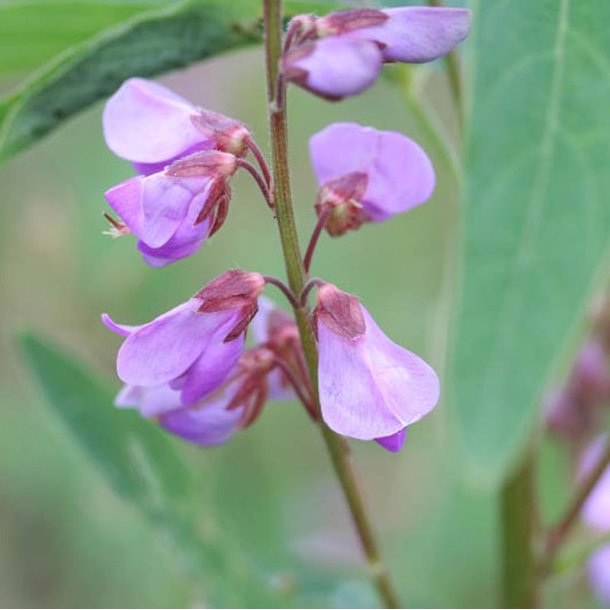 Desmodium <br><i>Desmodium canadense</i><br><br>