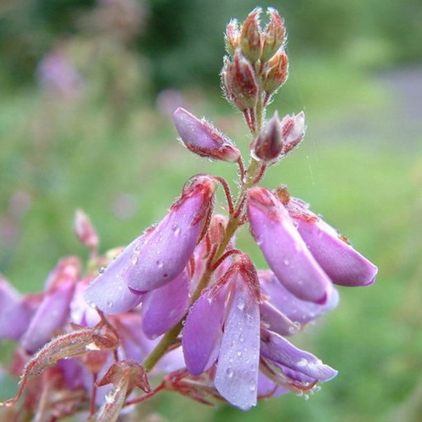 Desmodium <br><i>Desmodium canadense</i><br><br>