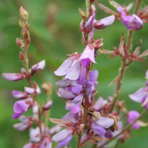 Desmodium <br><i>Desmodium canadense</i><br><br>