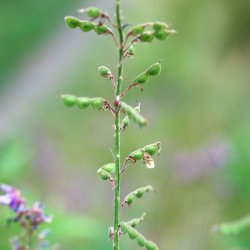 Desmodium <br><i>Desmodium canadense</i><br><br>