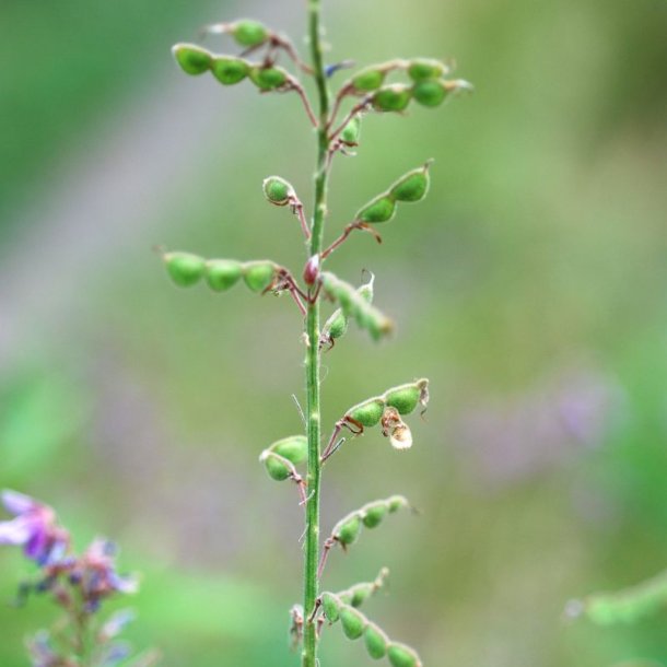 Desmodium <br><i>Desmodium canadense</i><br><br>