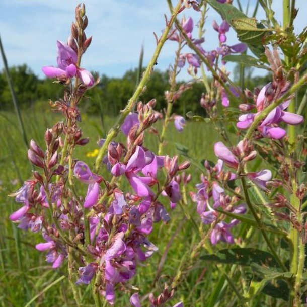 Desmodium <br><i>Desmodium canadense</i><br><br>