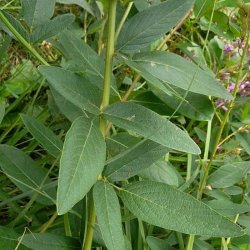 Desmodium <br><i>Desmodium canadense</i><br><br>