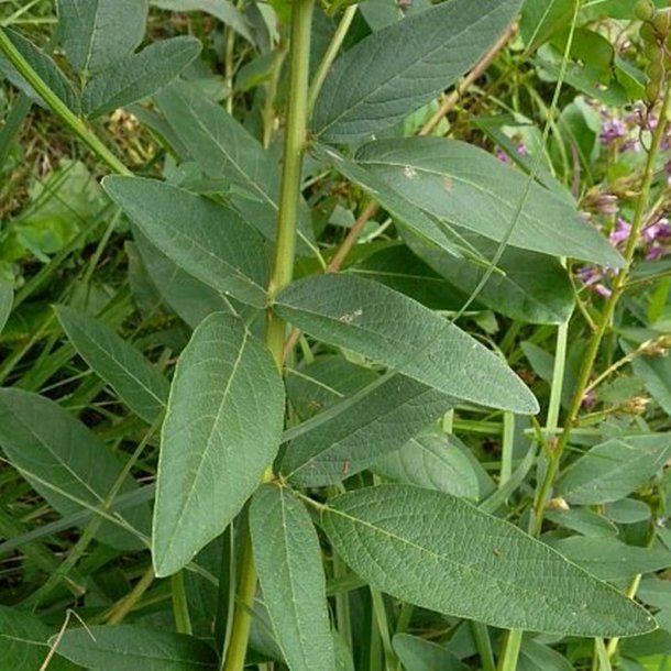 Desmodium <br><i>Desmodium canadense</i><br><br>