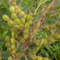 Desmodium <br><i>Desmodium canadense</i><br><br>