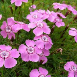 Nellike, Alpe- <br><i>Dianthus alpinus</i><br><br>